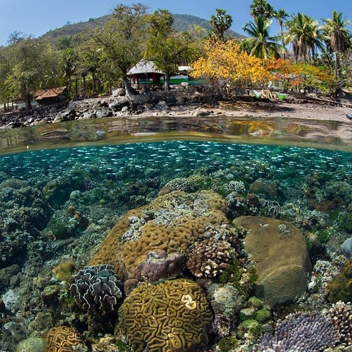 Coral reefs Komodo